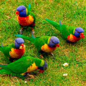 Neuseeland