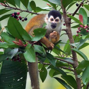 Costa Rica